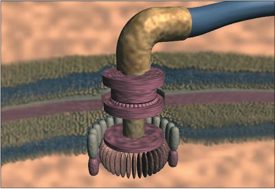 The motor of the bacterium flagellum